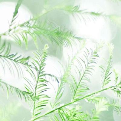 西瓜游戏多兰大陆下载